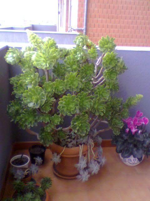 piante grasse balcone piante grasse balcone